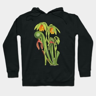 California Pitcherplant - Darlingtonia Californica - Walcott - Botanical Illustration Hoodie